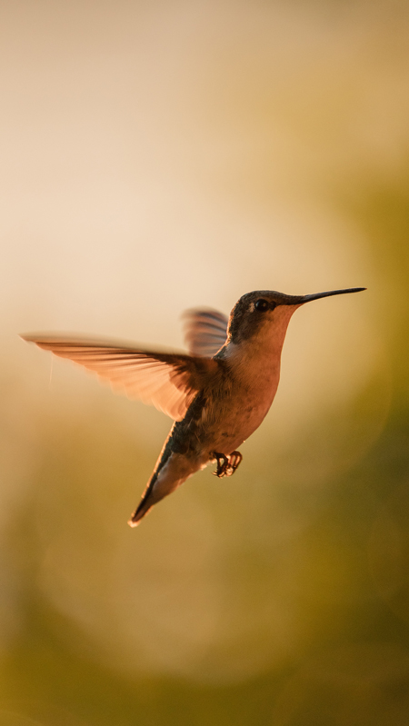 Hummingbird